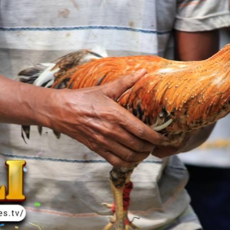 Jili Games: Mga Dapat Tandaan sa Tamang Pagkilatis ng Manok sa Paglalaro ng Online Sabong